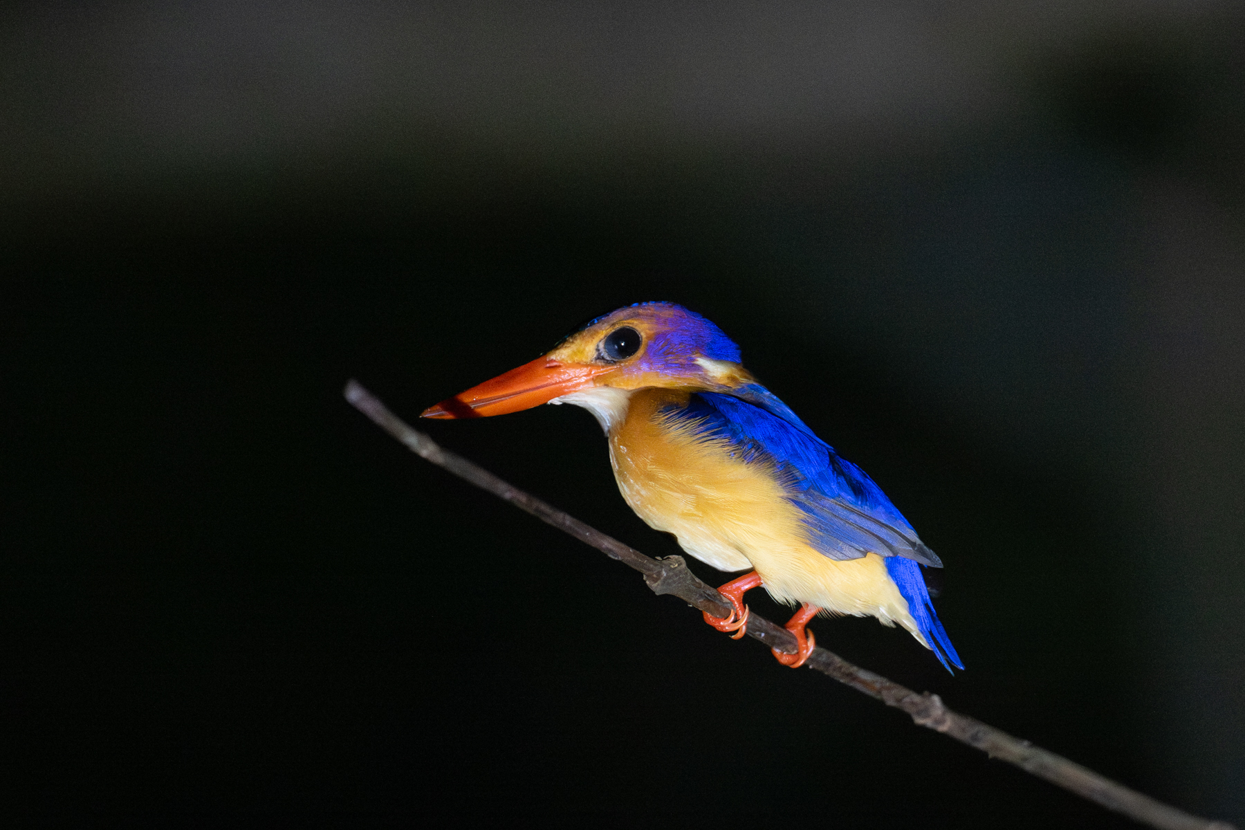 African Pygmy Kingfisher (image by Bjorn Andersson)