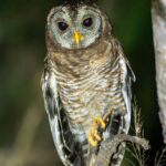 African Wood-Owl (image by Bjorn Andersson)