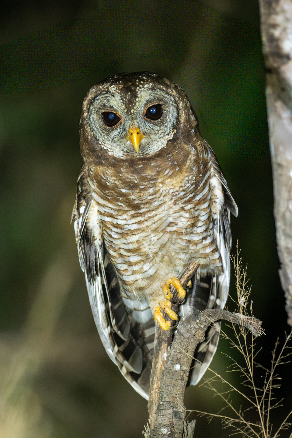 African Wood-Owl (image by Bjorn Andersson)