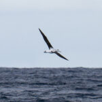 Antipodean Albatross off Robinson Crusoe (image by Mark Beaman)