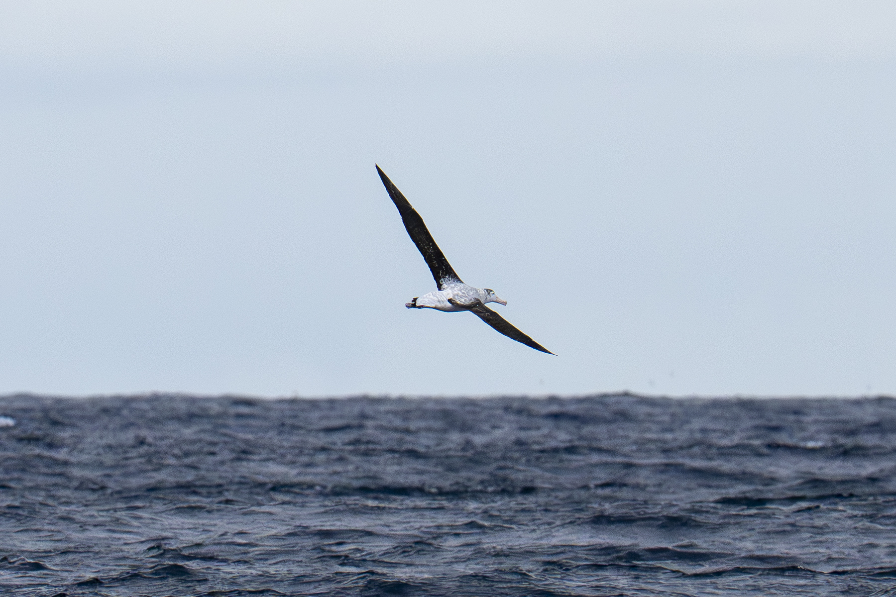 Antipodean Albatross off Robinson Crusoe (image by Mark Beaman)