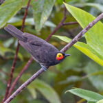 Arfak Honeyeater (image by Pete Morris)