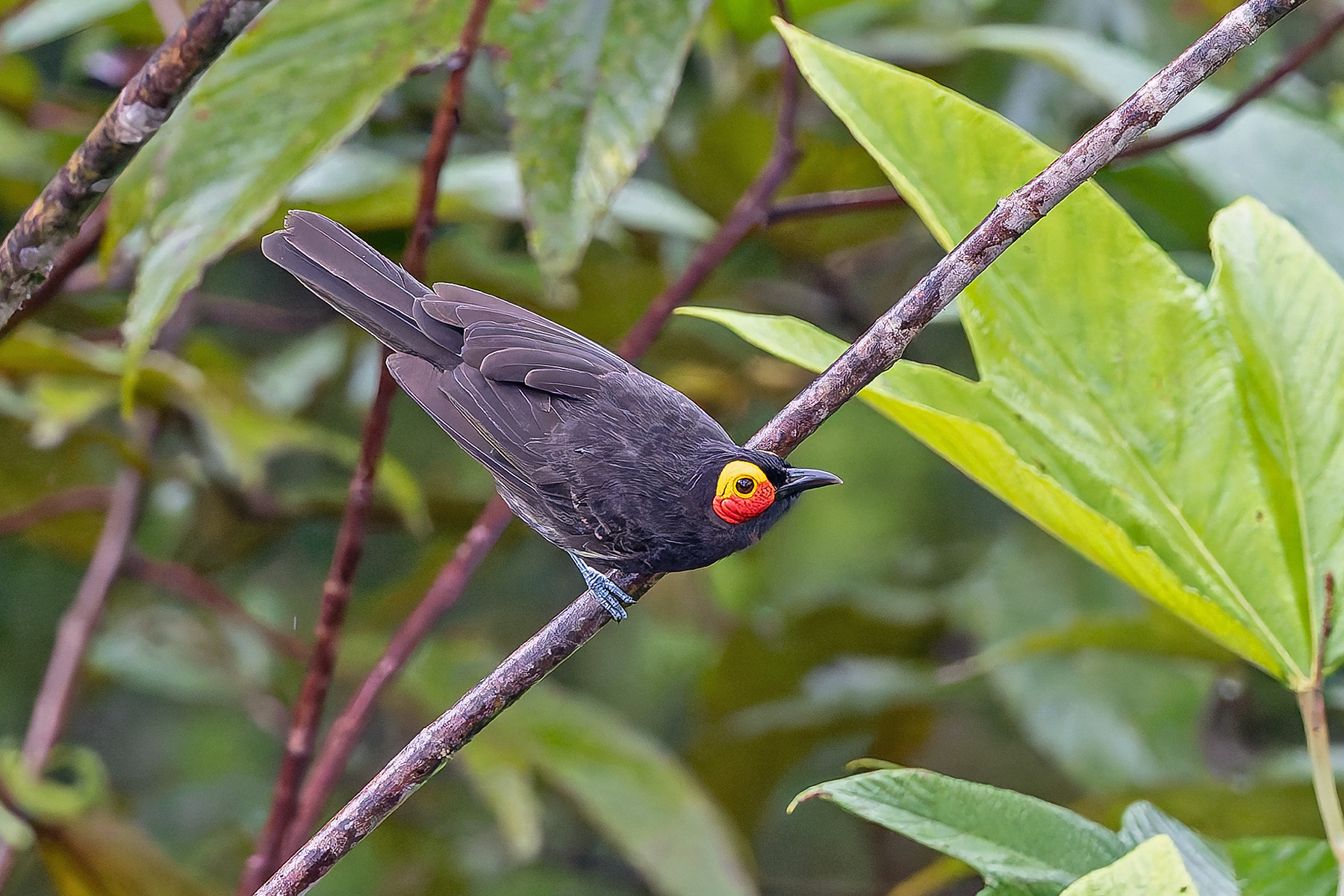 Arfak Honeyeater (image by Pete Morris)