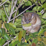 Arfak Ring-tailed Possum (image by Pete Morris)