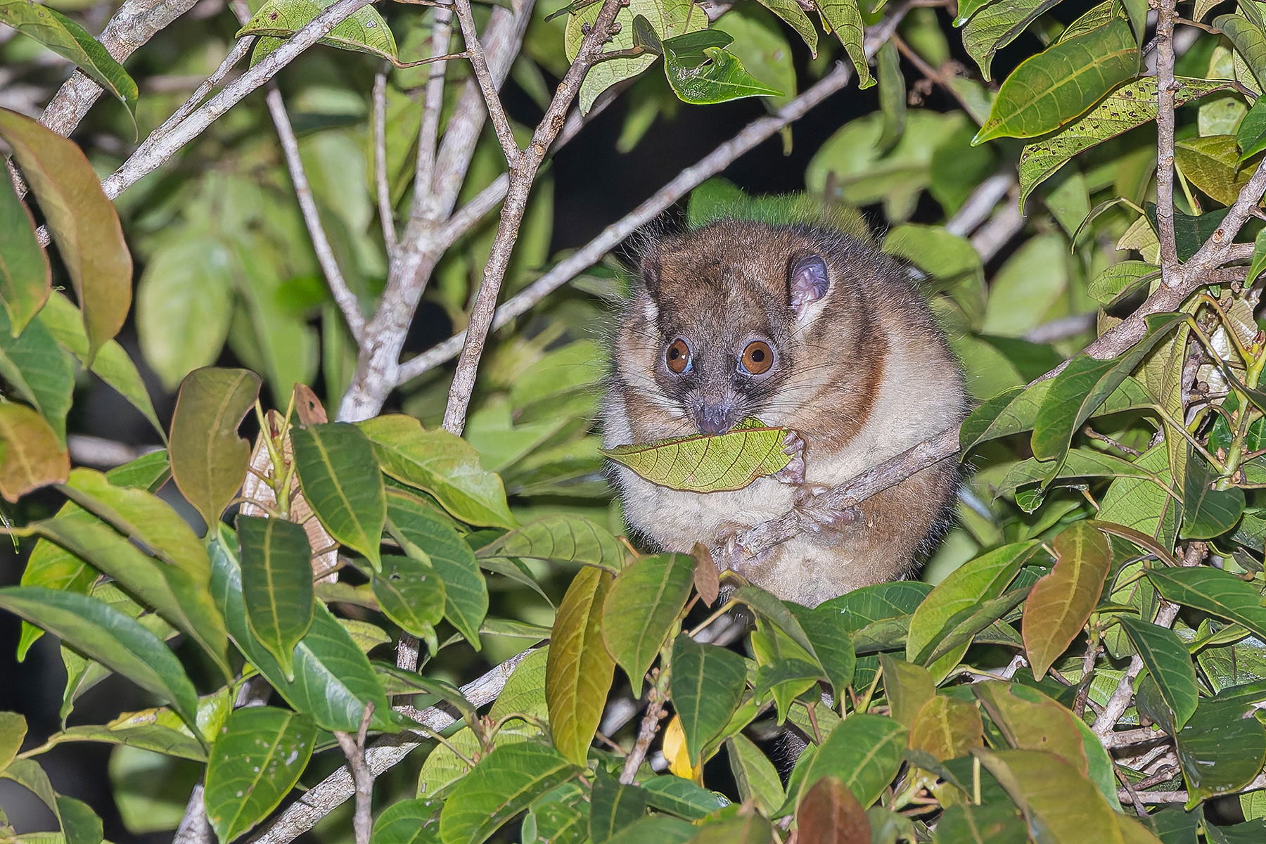Arfak Ring-tailed Possum (image by Pete Morris)