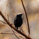 Arnot's Chat (image by Bjorn Andersson)