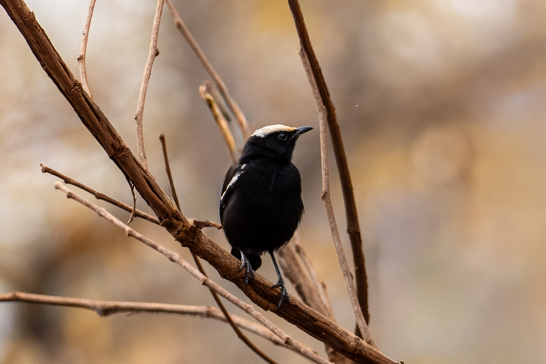 Arnot's Chat (image by Bjorn Andersson)