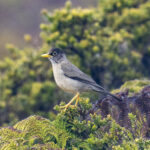 Austral Thrush on Masafuera (image by Mark Beaman)