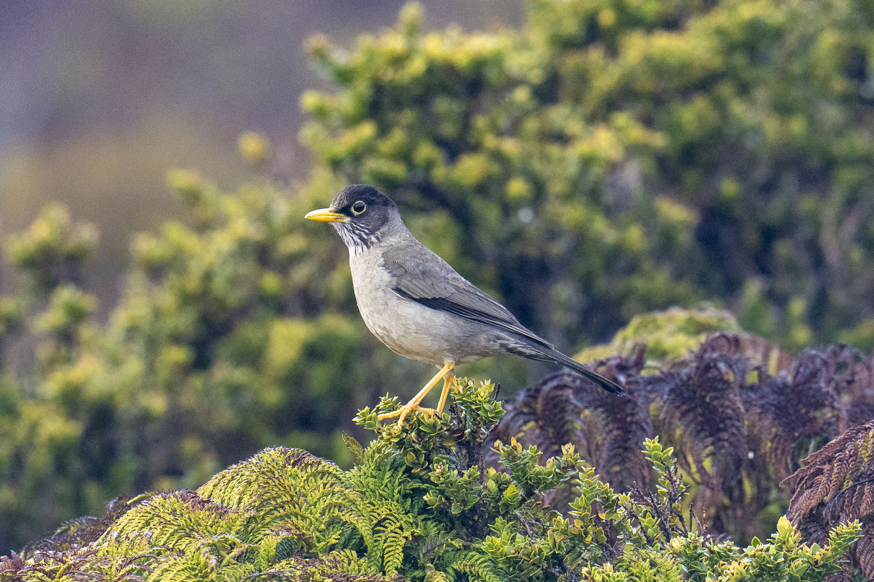 Austral Thrush on Masafuera (image by Mark Beaman)