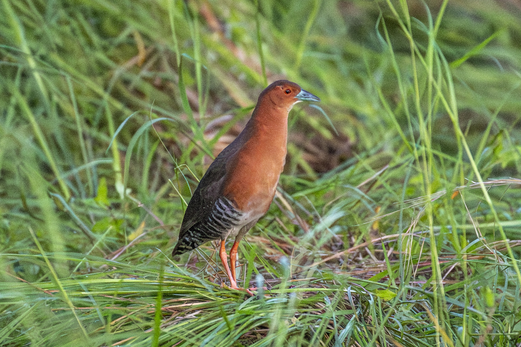 Band-bellied Crake (image by Mark Beaman)