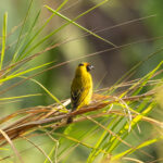 Bertram's Weaver (image by Bjorn Andersson)