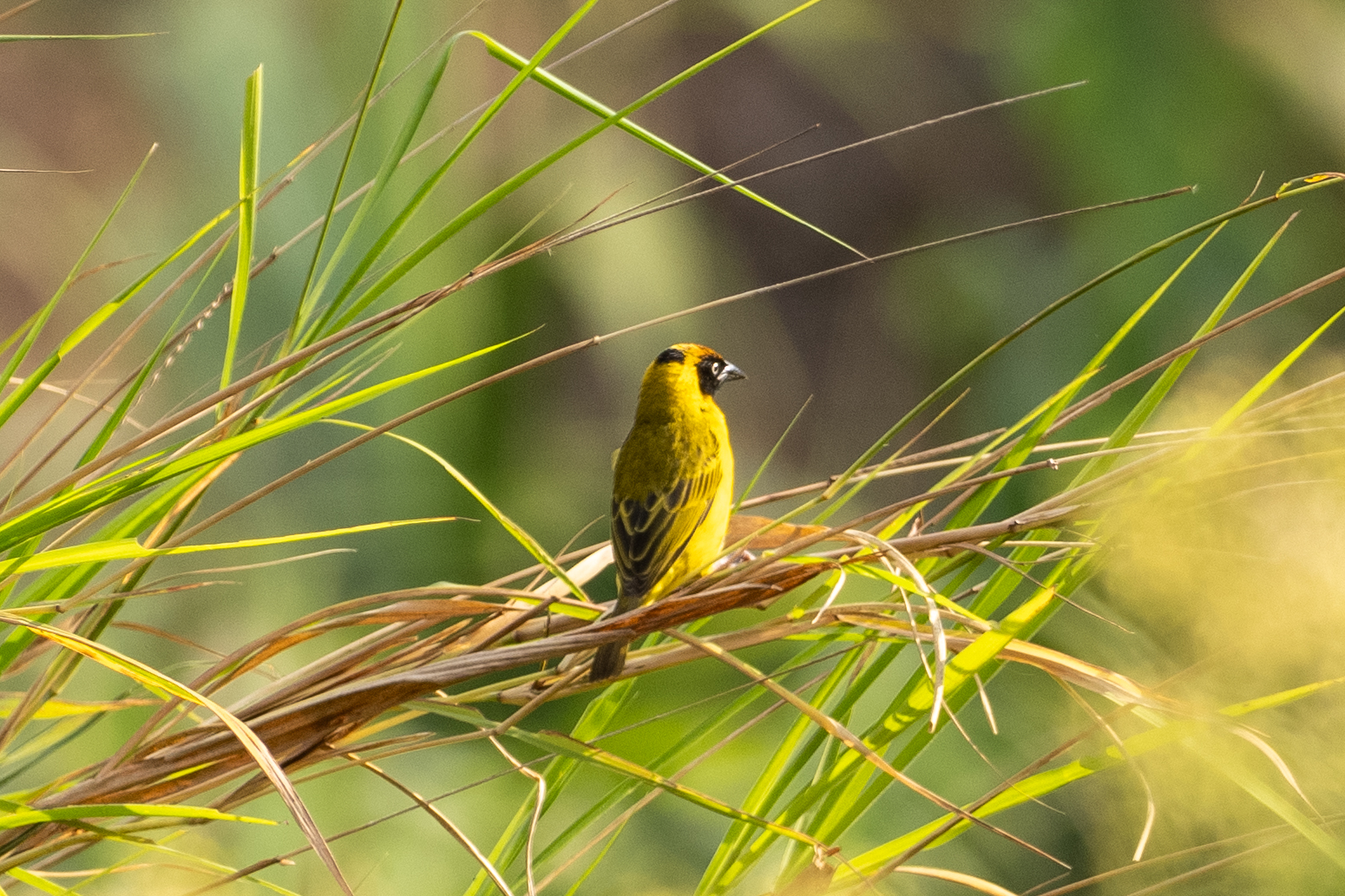 Bertram's Weaver (image by Bjorn Andersson)
