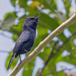 Biak Black Flycatcher (image by Pete Morris)