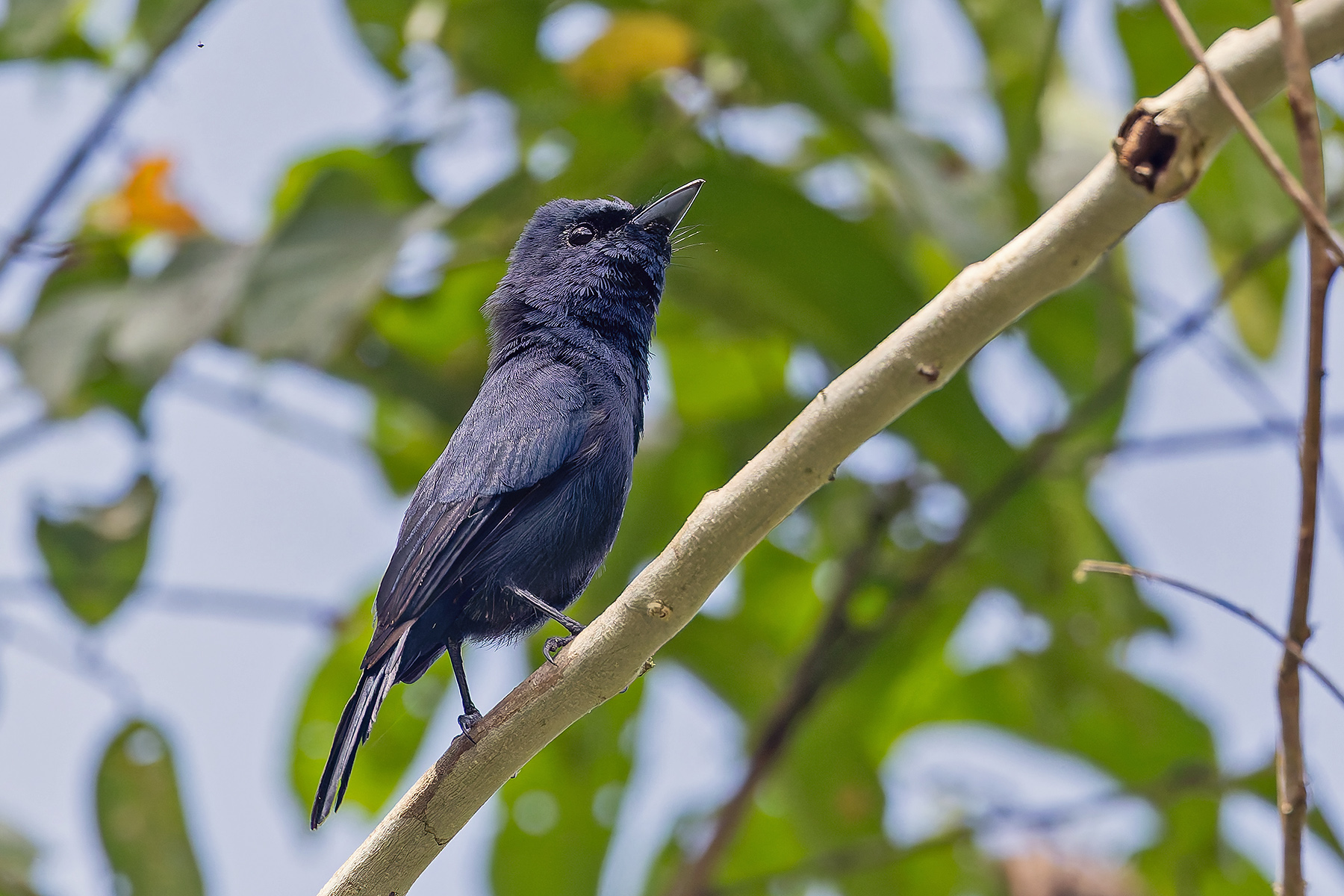 Biak Black Flycatcher (image by Pete Morris)