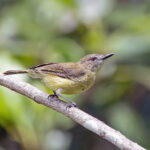 Biak Gerygone (image by Pete Morris)