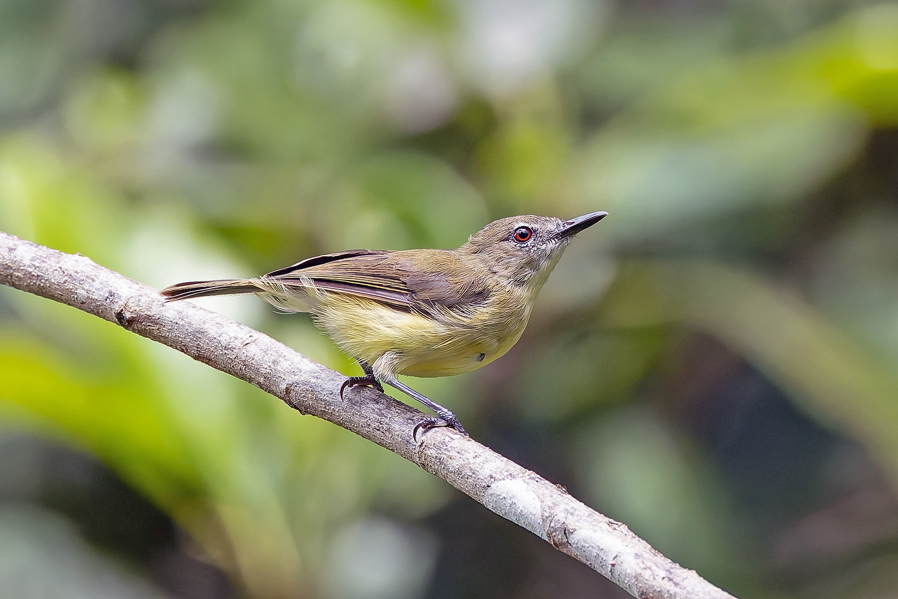 Biak Gerygone (image by Pete Morris)