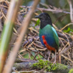 Biak Hooded Pitta (image by Pete Morris)