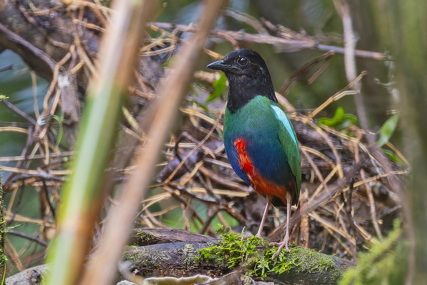 Biak Hooded Pitta (image by Pete Morris)
