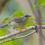 Biak Leaf Warbler (image by Pete Morris)