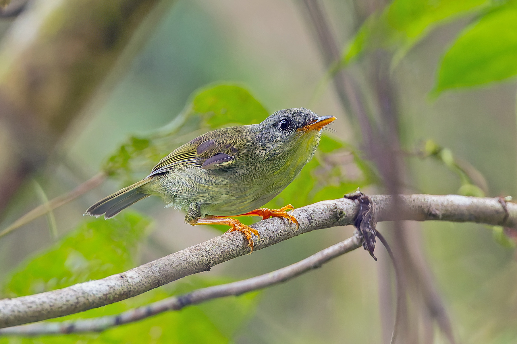 Biak Leaf Warbler (image by Pete Morris)