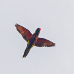 Biak Lorikeet (image by Pete Morris)