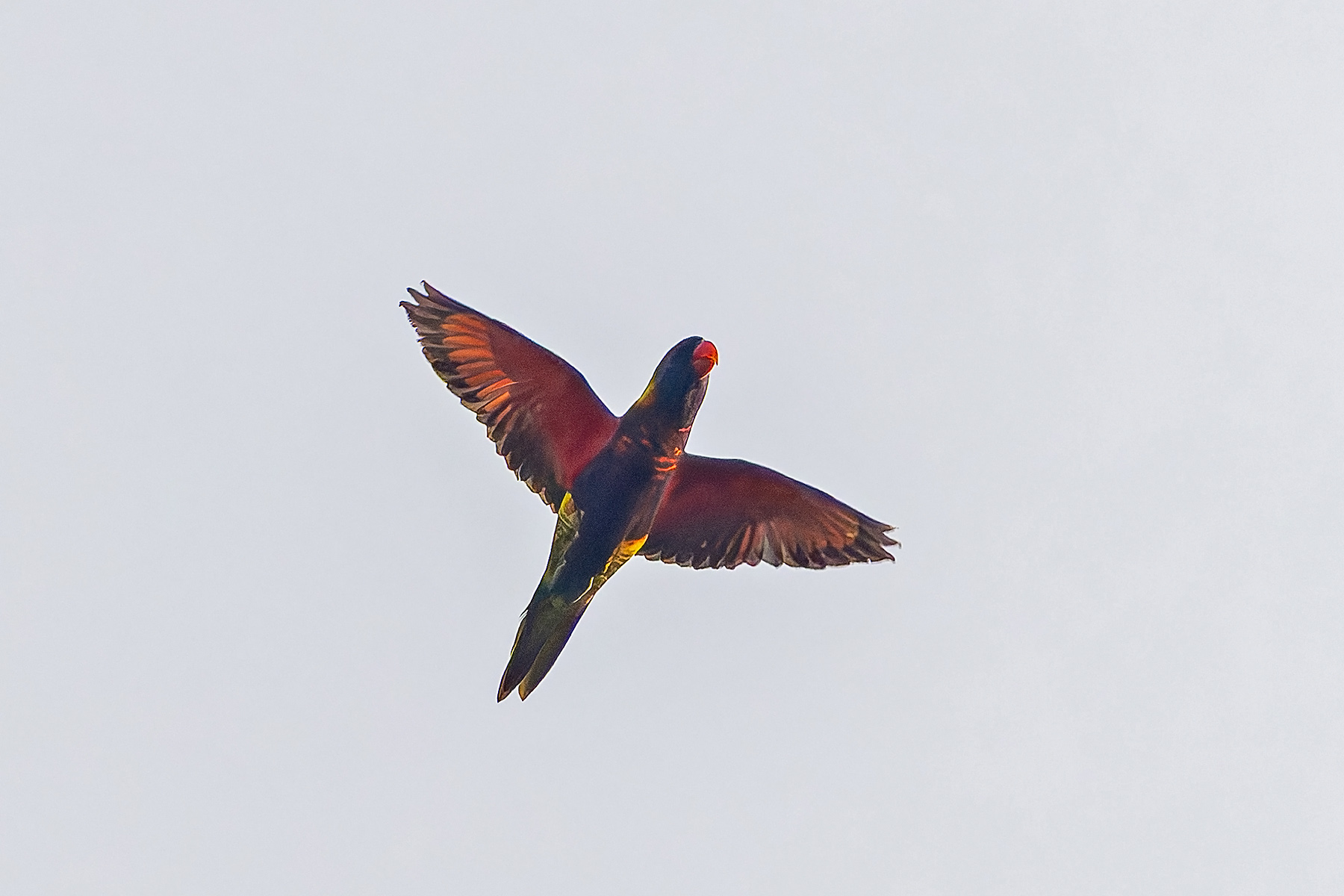 Biak Lorikeet (image by Pete Morris)