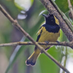 Biak Monarch (image by Pete Morris)