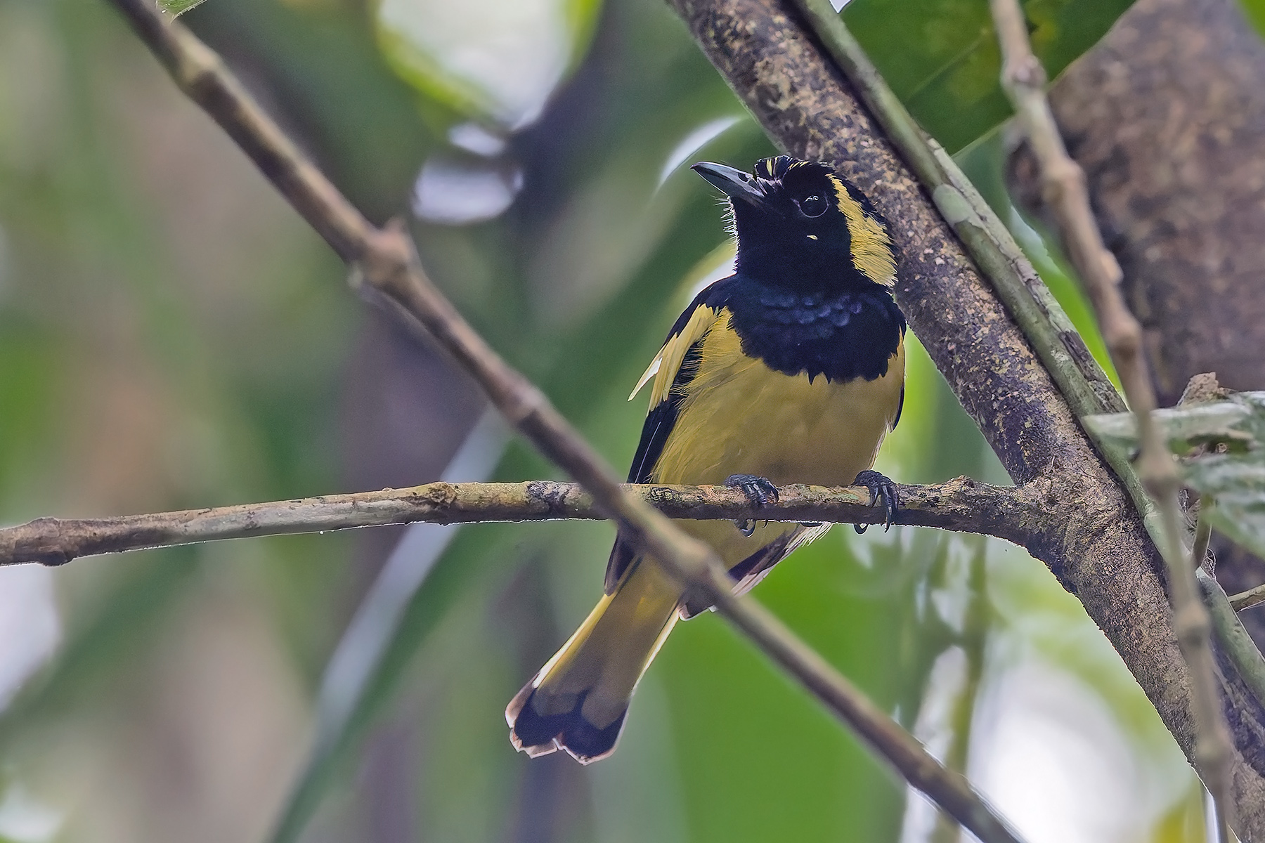 Biak Monarch (image by Pete Morris)