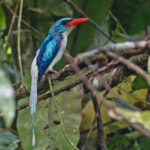 Biak Paradise-Kingfisher (image by Pete Morris)