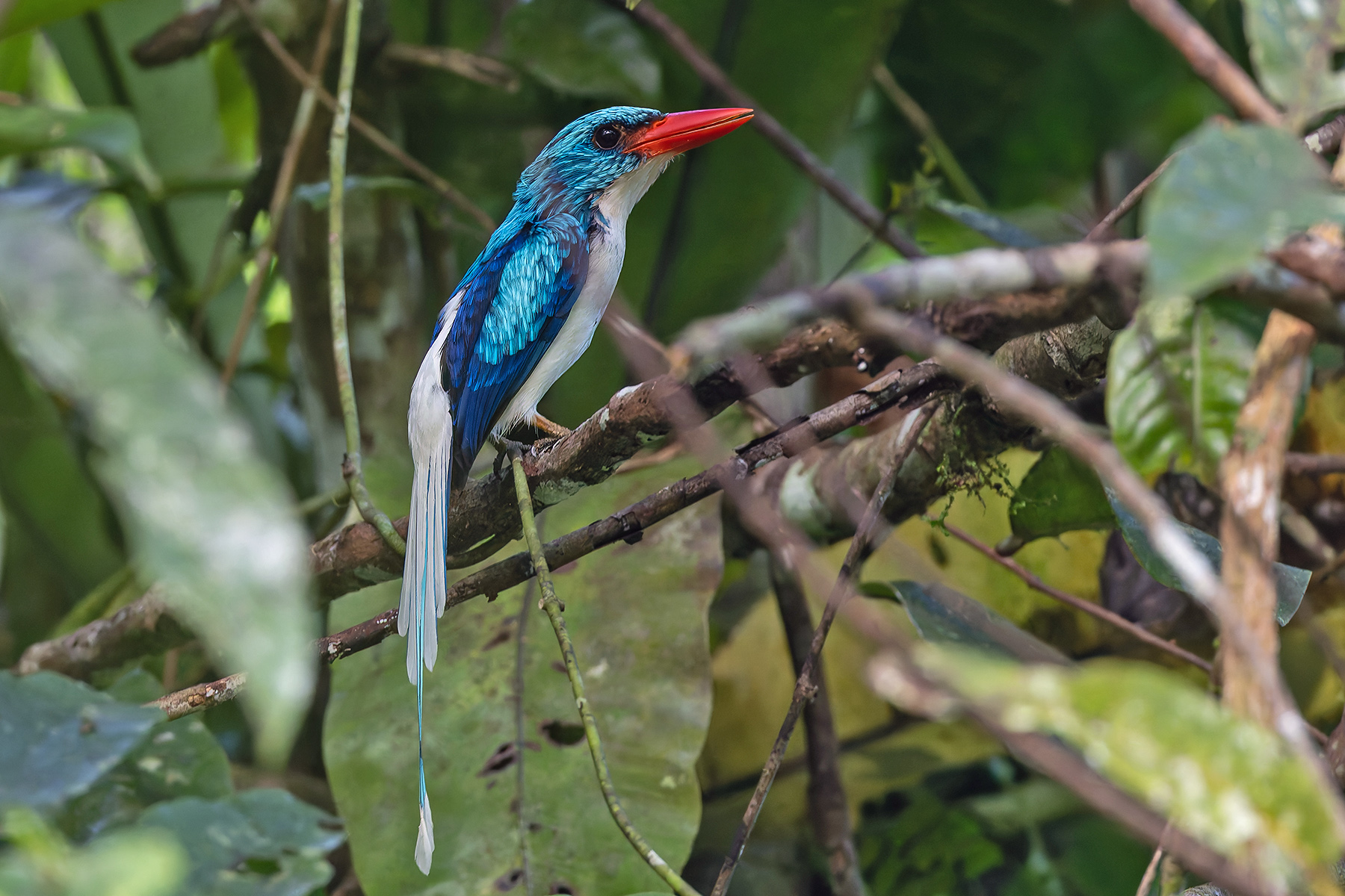 Biak Paradise-Kingfisher (image by Pete Morris)