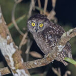 Biak Scops Owl (image by Pete Morris)