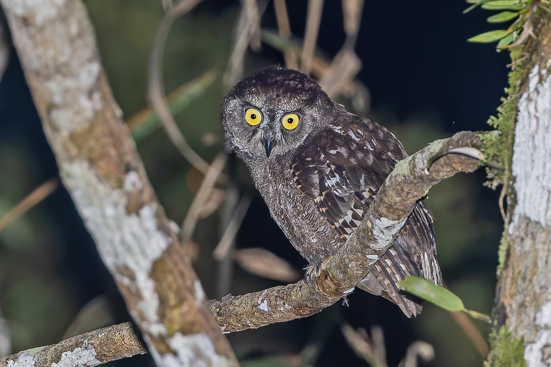 Biak Scops Owl (image by Pete Morris)