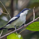 Biak Triller (image by Pete Morris)