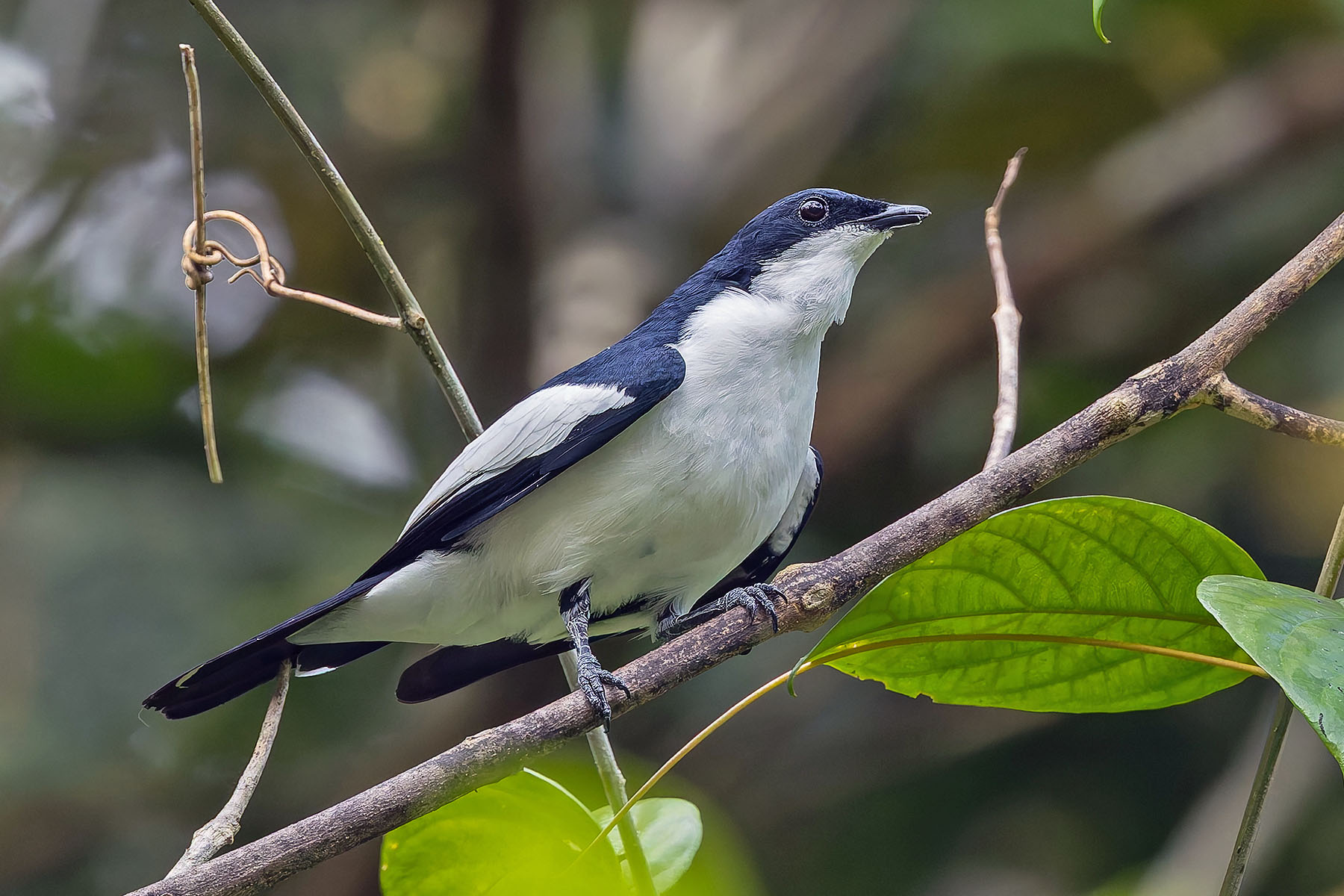 Biak Triller (image by Pete Morris)