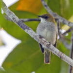 Biak White-eye (image by Pete Morris)