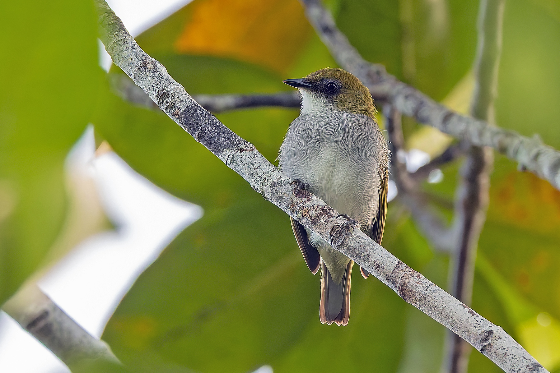 Biak White-eye (image by Pete Morris)