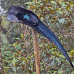 Black Sicklebill (image by Pete Morris)