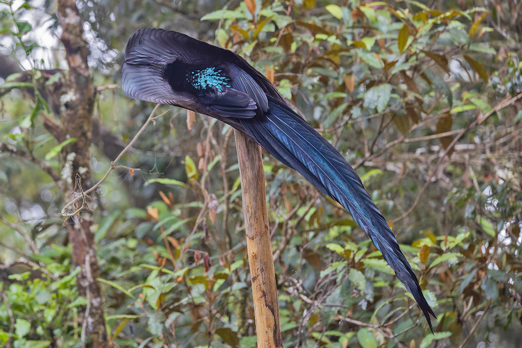 Black Sicklebill (image by Pete Morris)