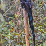 Black Sicklebill (image by Pete Morris)