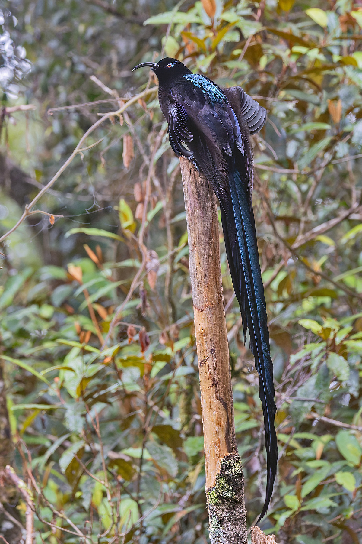Black Sicklebill (image by Pete Morris)