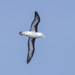 Black-browed Albatross (image by Mark Beaman)