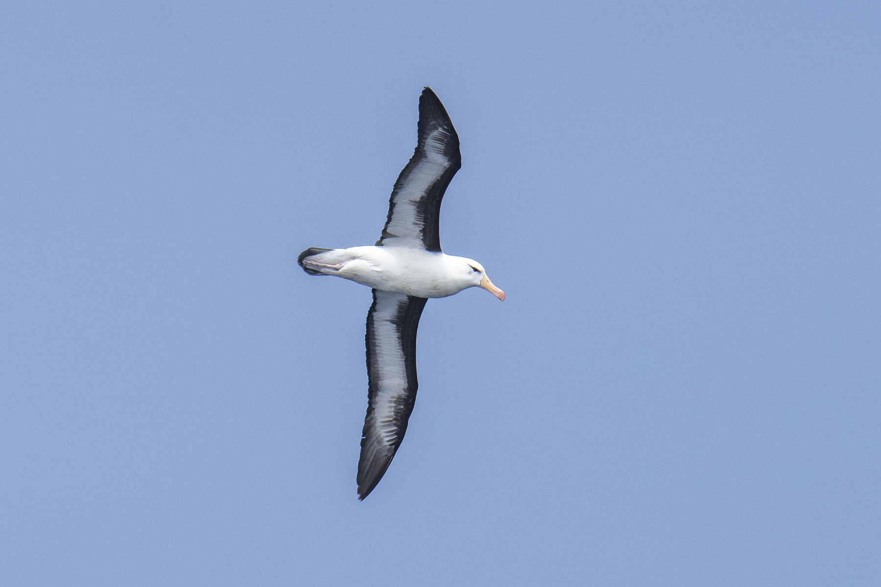 Black-browed Albatross (image by Mark Beaman)
