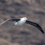 Black-browed Albatross immature (image by Mark Beaman)