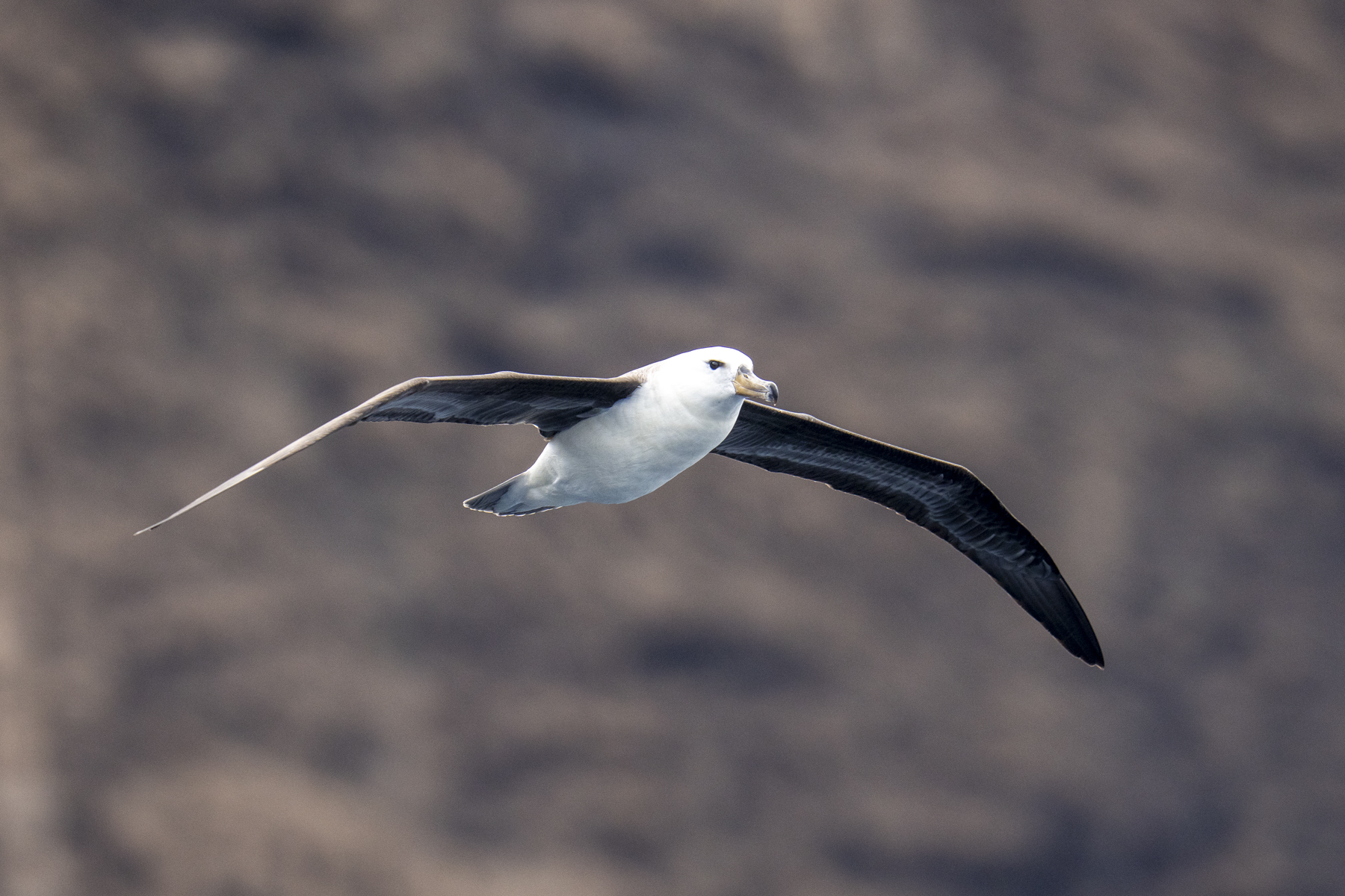Black-browed Albatross immature (image by Mark Beaman)