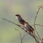Black-lored Cisticolas (image by Bjorn Andersson)