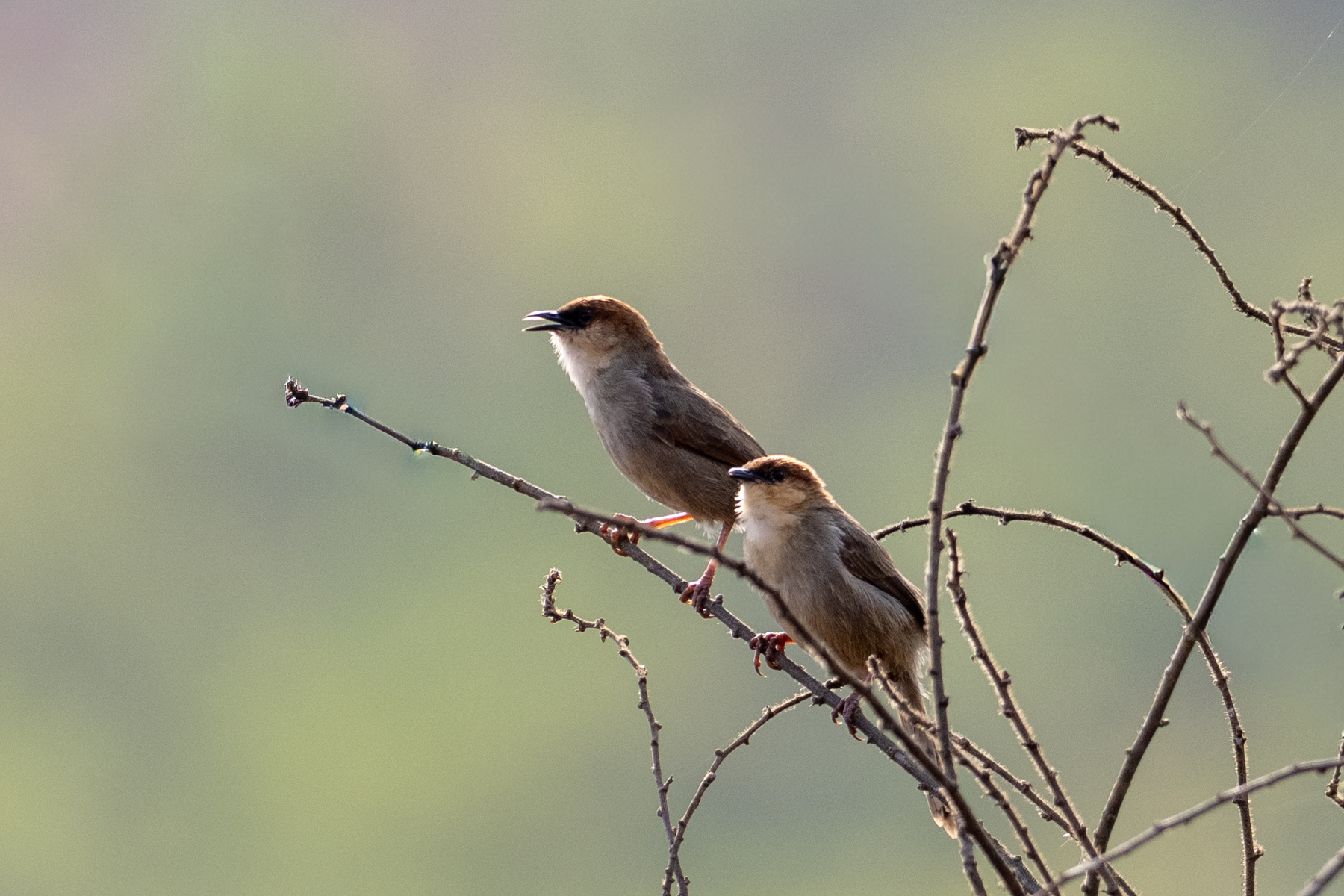 Black-lored Cisticolas (image by Bjorn Andersson)