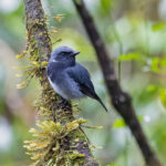 Black-throated Robin (image by Pete Morris)