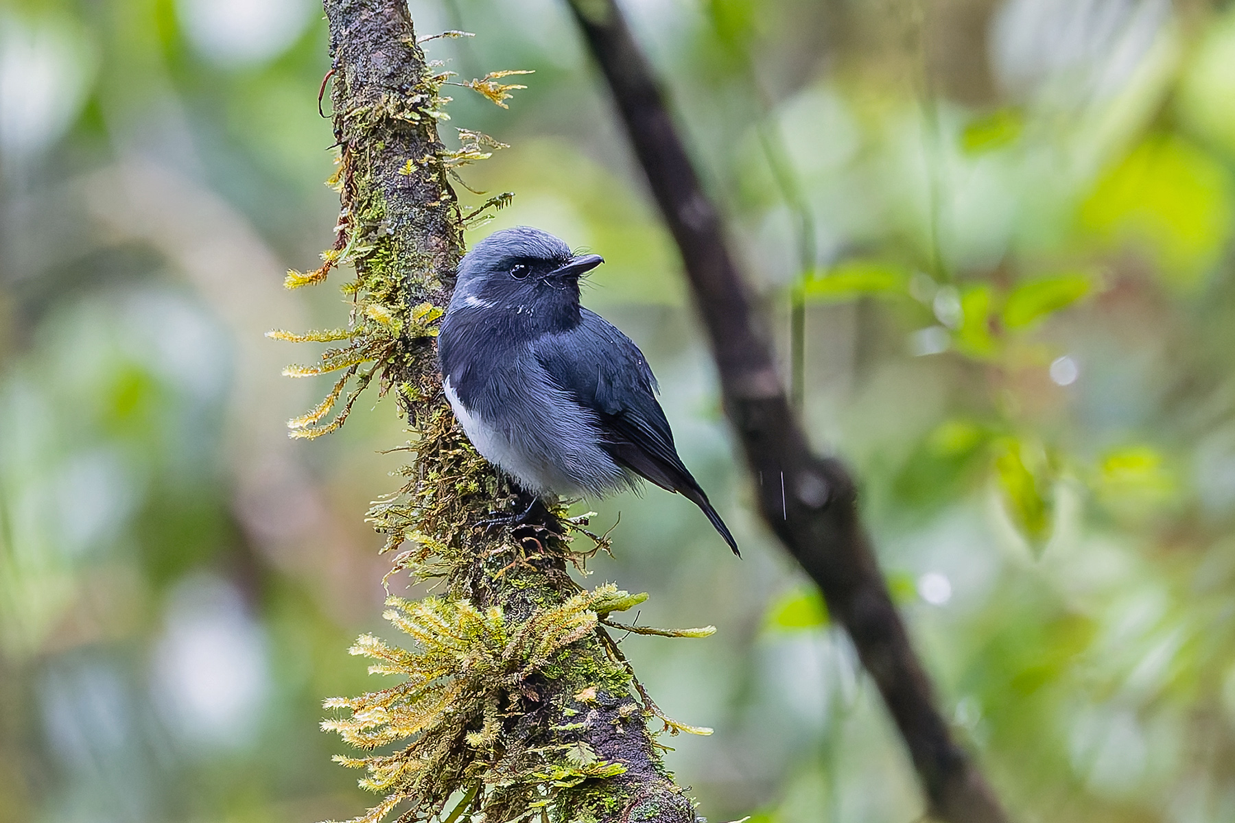 Black-throated Robin (image by Pete Morris)