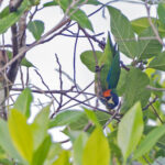 Blue-fronted Fig-Parrot (image by Pete Morris)