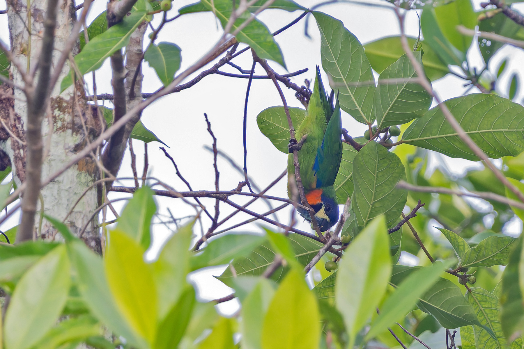Blue-fronted Fig-Parrot (image by Pete Morris)